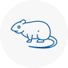 Rat Control St Helens