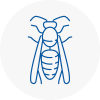 St Helens Wasp Nest Removal